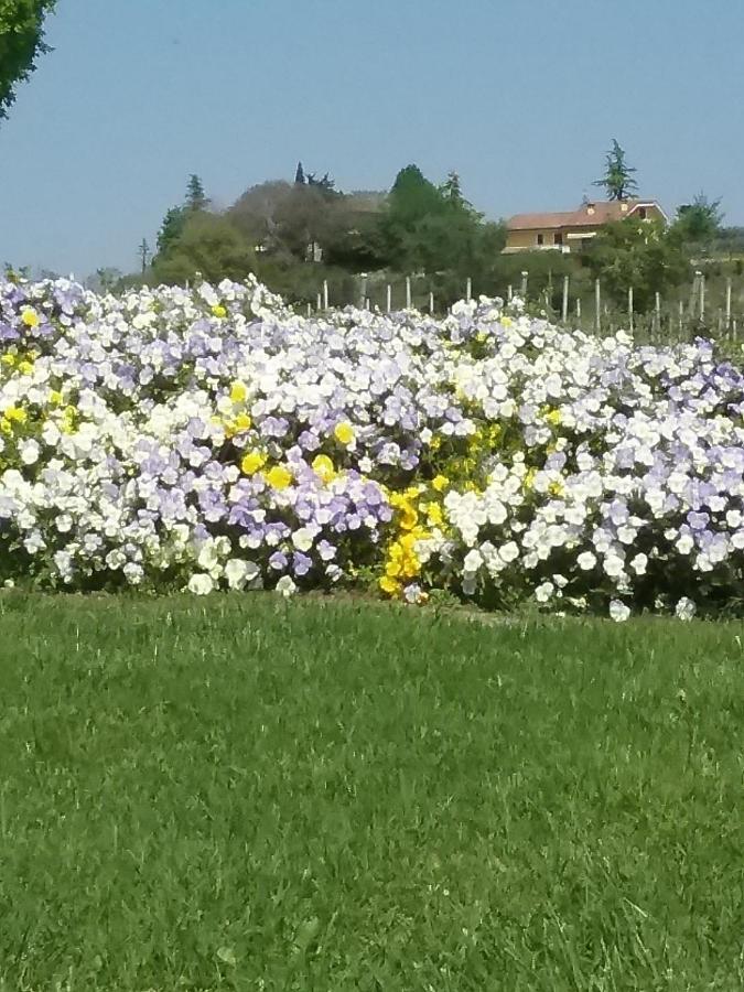Appartamento Filippo Castelnuovo del Garda Ngoại thất bức ảnh